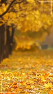 こんにちは☀️
長野体育指導センターです！

今回紹介するNPIC秋イベントは…
『みねRUN！』です🍂

この『みねRUN！』は今回が初開催のマラソンイベントです！
峰の原高原観光協会の方々にご協力いただき、峰の原高原の魅力たっぷりのイベントとなりました✨

涼しい気候、おいしい空気、素敵な景色の峰の原高原はマラソンにぴったり！
初開催でしたがたくさんの方にご参加いただけました💕✨

マラソンの途中で採れたてのシャインマスカットや、地元のおいしいジェラートなどをいただき、ひと休憩😋

ゴール地点では北信濃の郷土料理「ひんのべ汁」や、焼きたてのパンをいただき、たくさんの振る舞いでお腹も心も大満足💖

ゴール時間の得点とクイズの得点で順位を決め、入賞者には峰の原高原の宿泊券やスキー場のリフト券、地元で採れた新米などをプレゼント🎁

ご参加頂きありがとうございました！