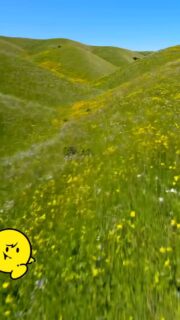 こんにちは☀️
NPIC長野体育指導センターです！

NPICスプリングスクールのかけっこ教室の様子を紹介させていただきます！
長野市と松本市の2ヶ所で行い、年中さんから6年生までたくさんのお友達が参加してくれました🥰

足の上げ方、腕の振り方、スタートの姿勢など色々な練習をし、お友達と競争！
最後まで元気に頑張りました💪

ご参加頂きありがとうございました！
#npic #かけっこ